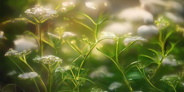 沧桑牵牛花究竟是哪首歌？