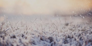 雪怕太阳草怕霜出自哪首歌？
