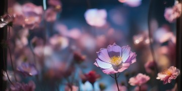 梦里还是镜中花究竟是哪首歌？