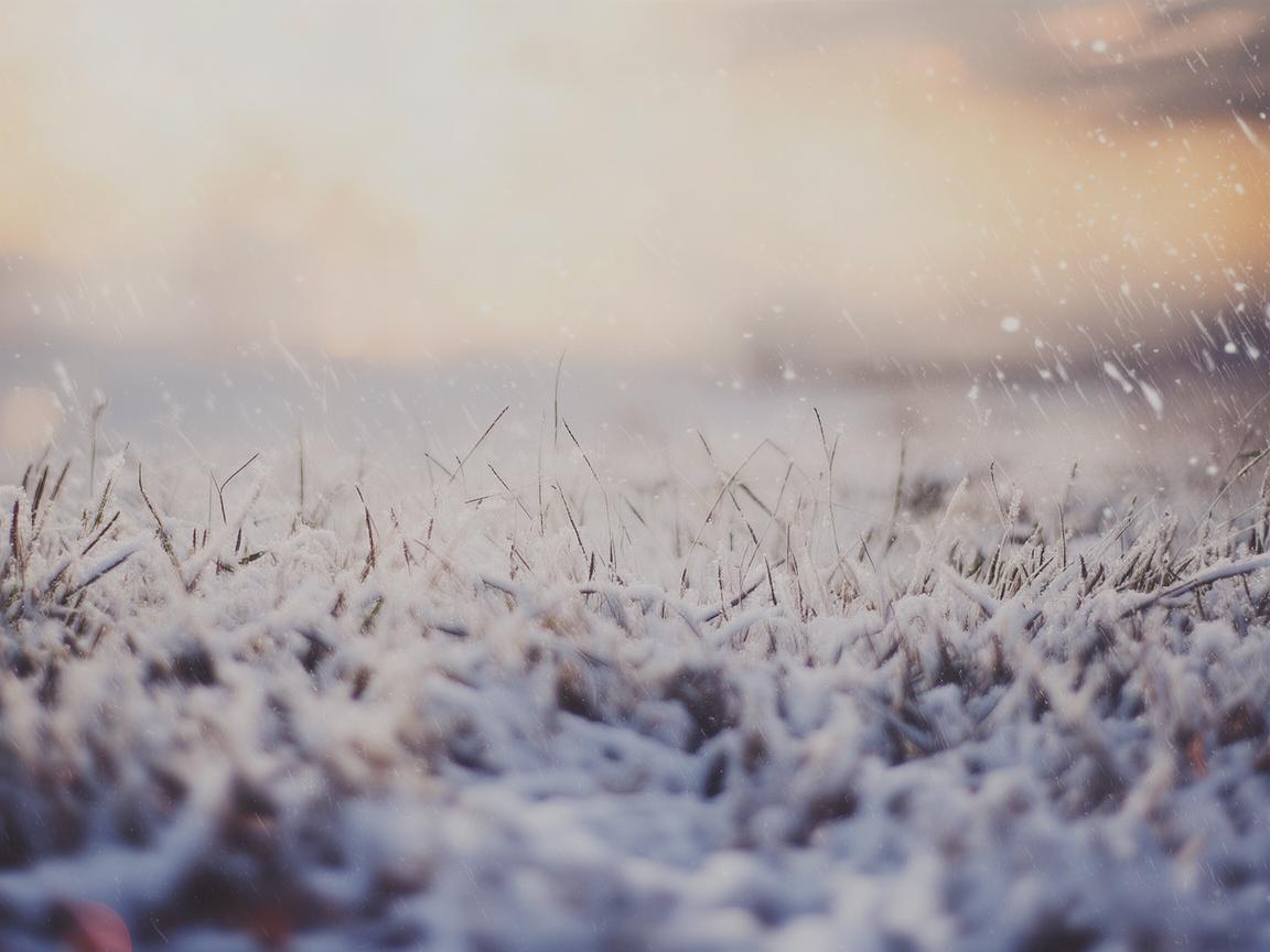 雪怕太阳草怕霜出自哪首歌？